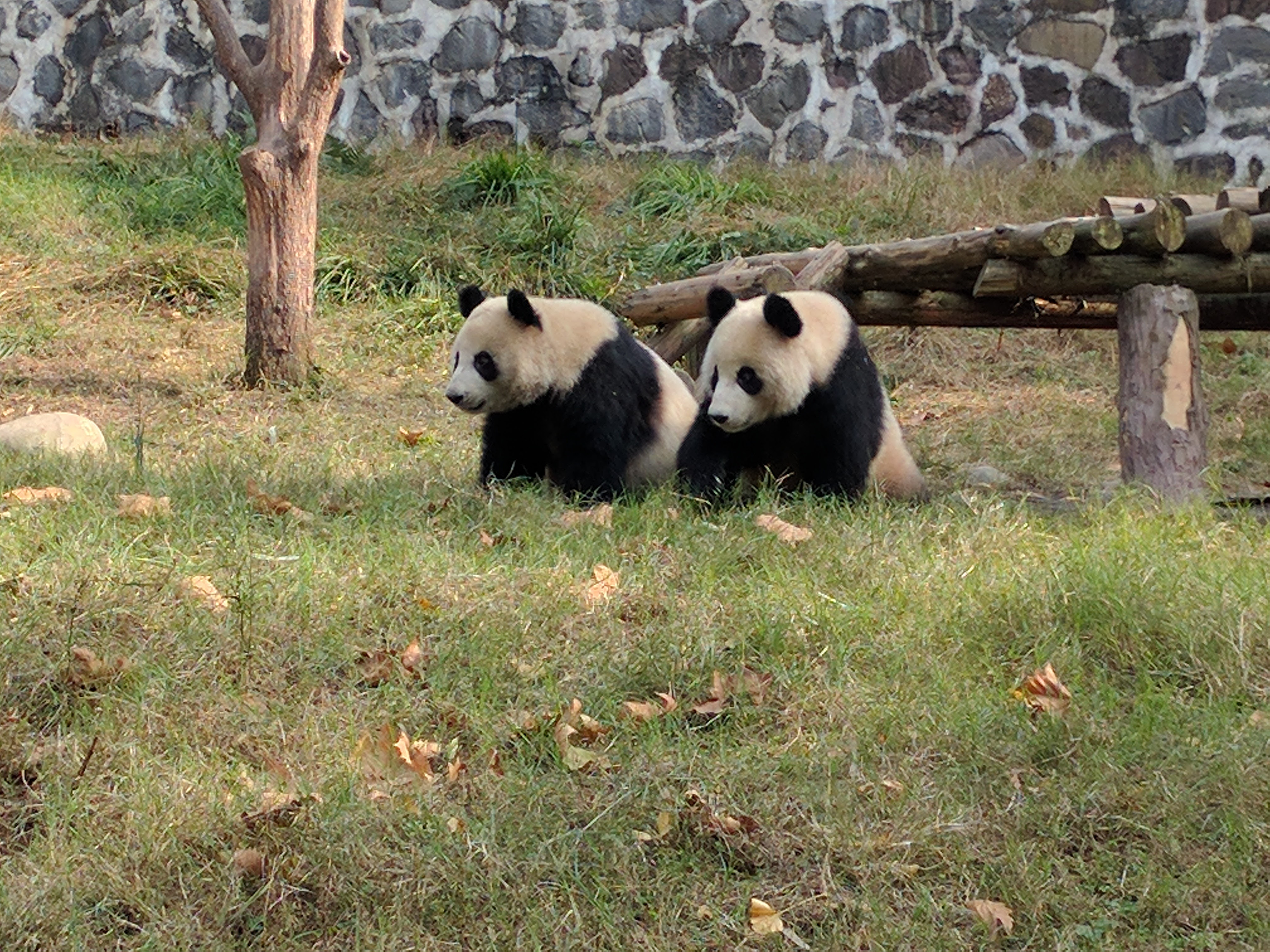 Behind the Bamboo: Volunteering at a Giant Panda Sanctuary in Chengdu